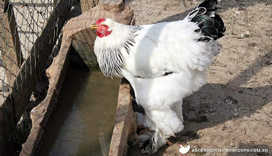 How Much Water Does An Adult Hen Drink Per Day?