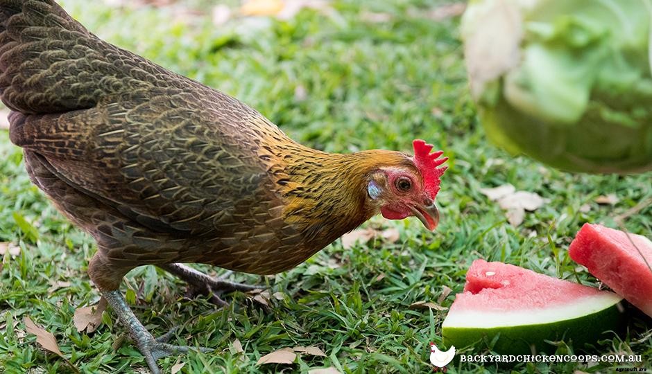 4 Things You Can Do To Save Big Cash On Your Chicken Feed Budget