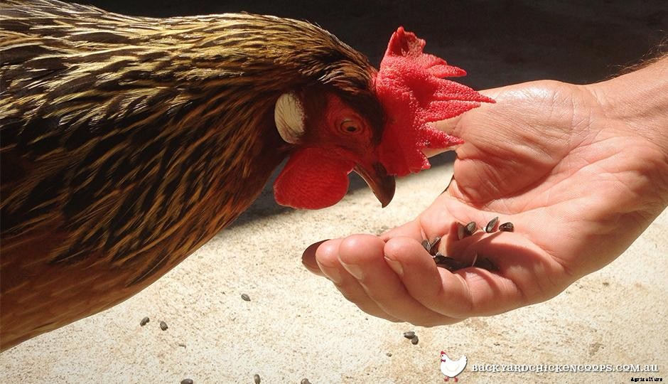 4 Things You Can Do To Save Big Cash On Your Chicken Feed Budget