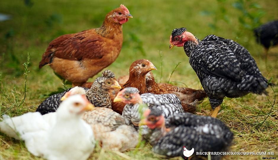 When Will My Pullets Lay Their First Egg?
