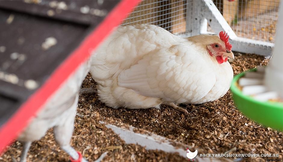 When Will My Pullets Lay Their First Egg?