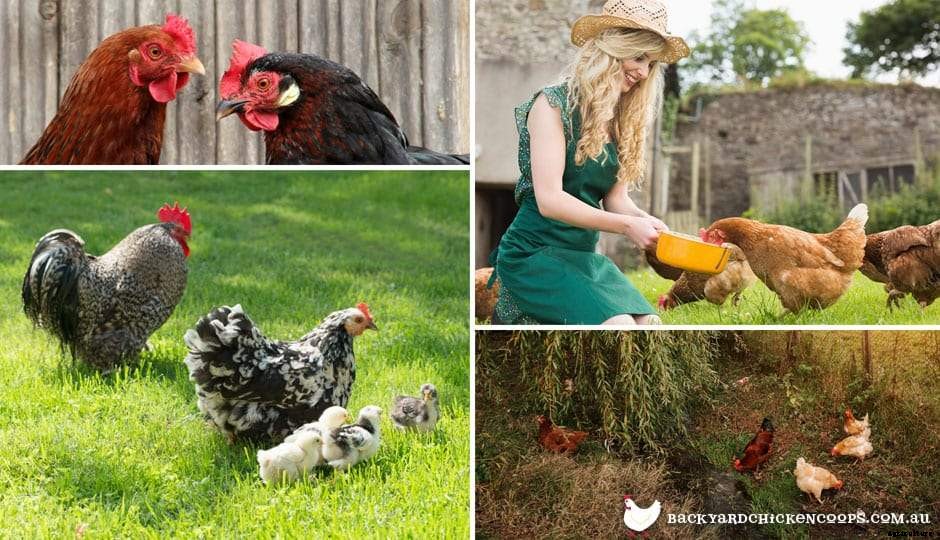 Chickens In Charge - A Guide To The Pecking Order