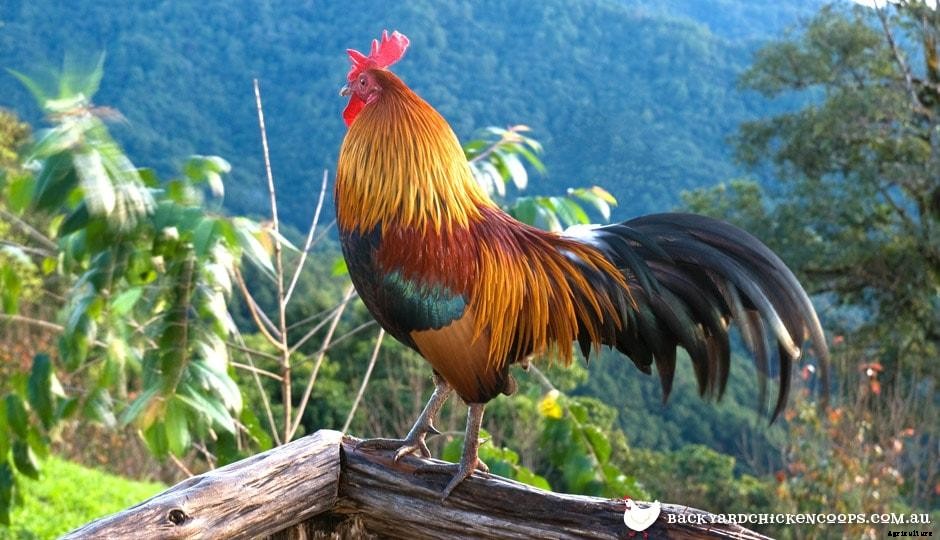 Chickens In Charge - A Guide To The Pecking Order