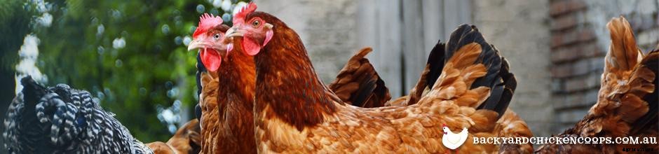 Chickens In Charge - A Guide To The Pecking Order