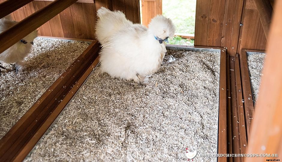 Grooming and Maintaining Your Chickens