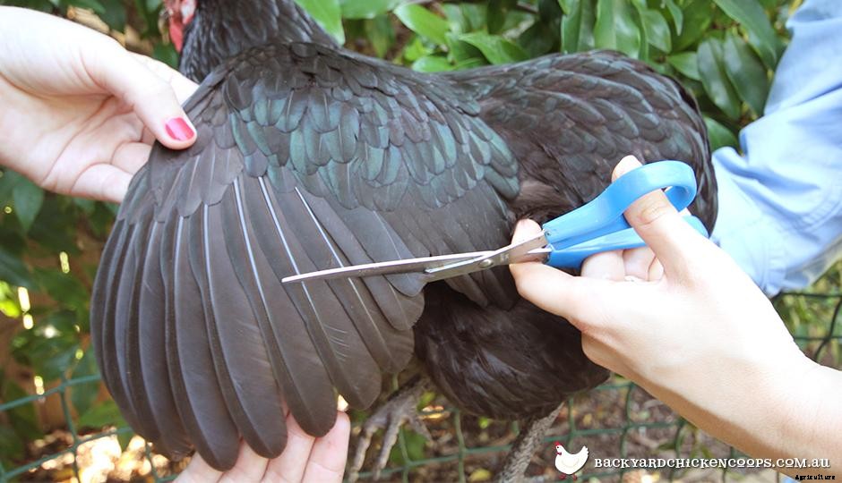 Grooming and Maintaining Your Chickens