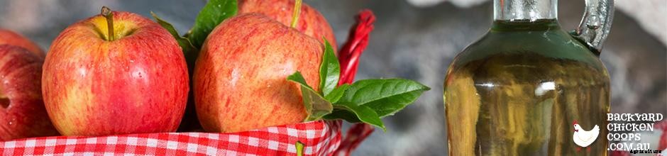 6 EGG-cellent Ways to Boost Your Chooks’ Immune System