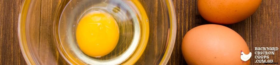 6 EGG-cellent Ways to Boost Your Chooks’ Immune System