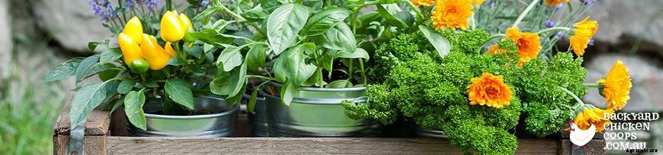 6 EGG-cellent Ways to Boost Your Chooks’ Immune System