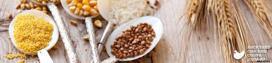 6 EGG-cellent Ways to Boost Your Chooks’ Immune System