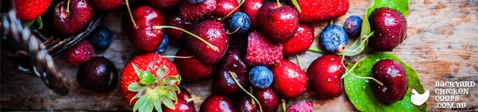 6 EGG-cellent Ways to Boost Your Chooks’ Immune System