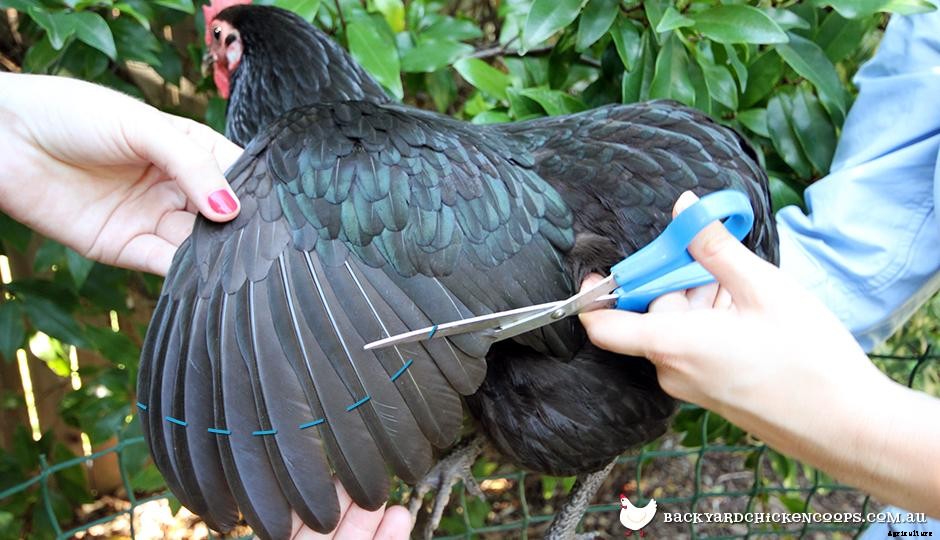 5 Top Tips On How To Clip Chickens Wings