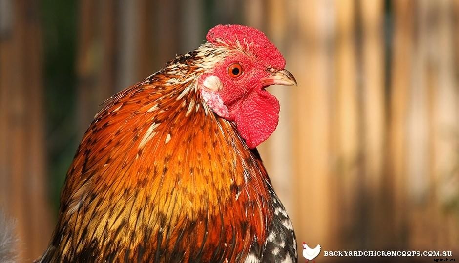 The Chicken Comb: What Is What?