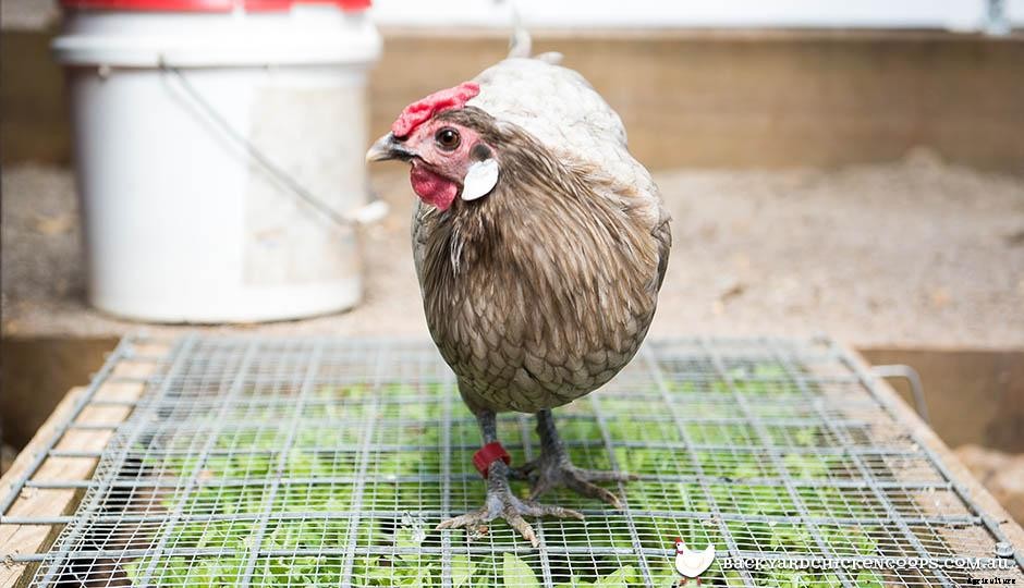 The Chicken Comb: What Is What?