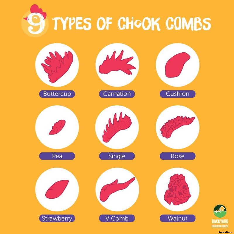 The Chicken Comb: What Is What?