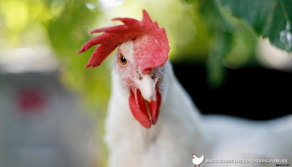 The Chicken Comb: What Is What?