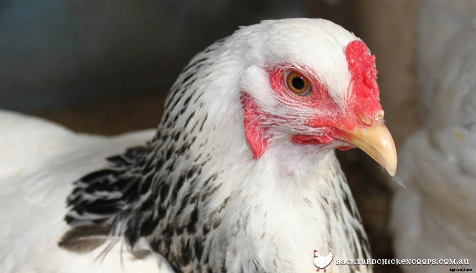 The Chicken Comb: What Is What?