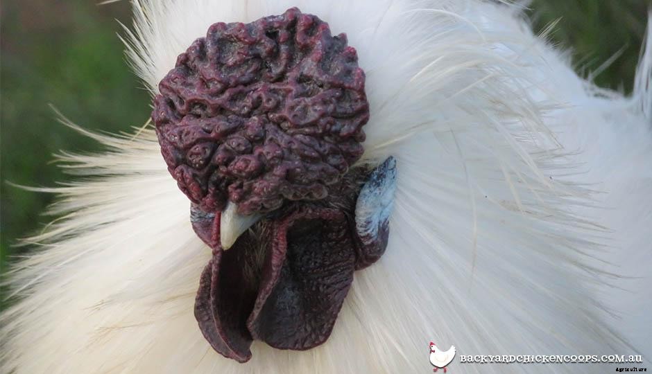 The Chicken Comb: What Is What?