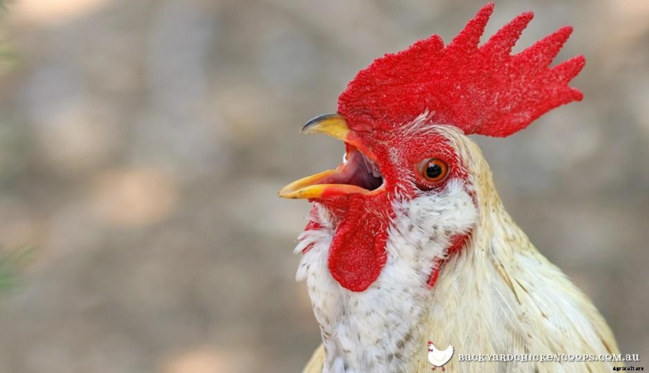Chicken Head Anatomy