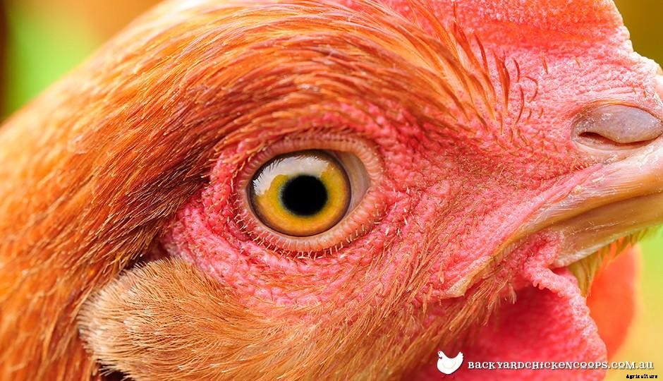 Chicken Head Anatomy