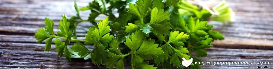 Give Your Chickens A Protein Kick