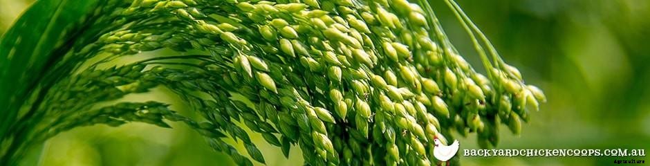 Give Your Chickens A Protein Kick