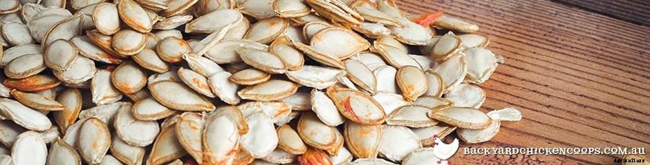 Give Your Chickens A Protein Kick