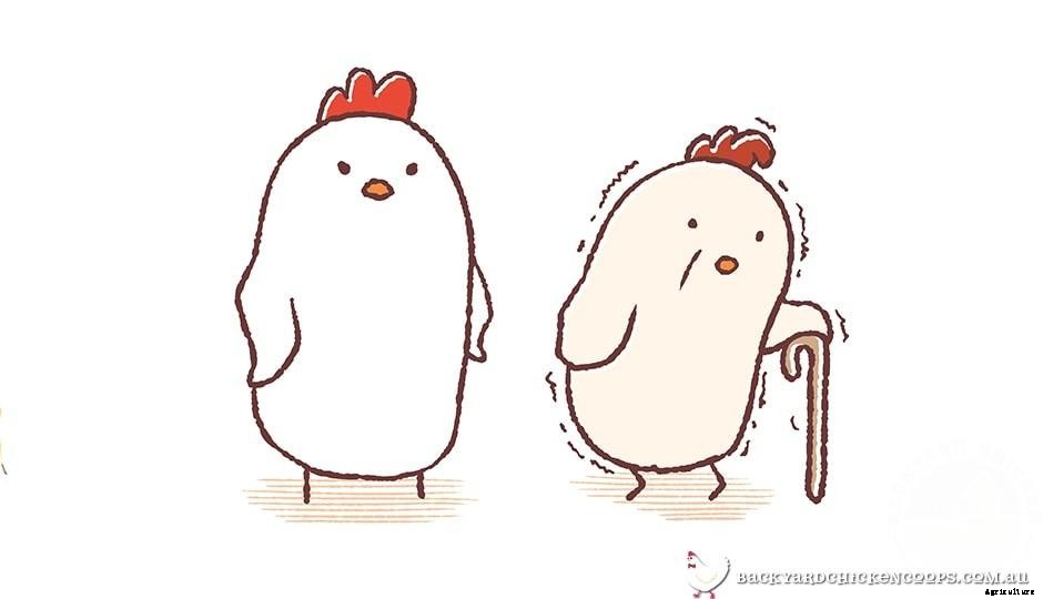 Why Arent My Chickens Laying Eggs?