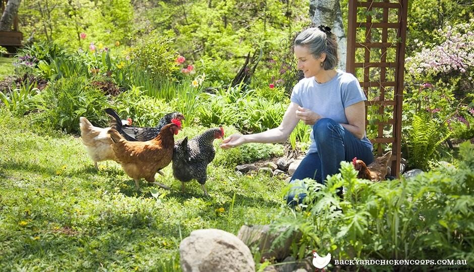 Chickens 101: Checklist For Beginners