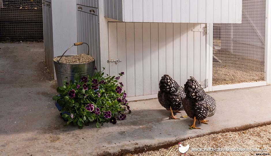 Chickens 101: Checklist For Beginners