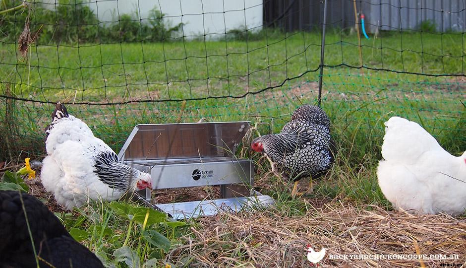 Essential Tools for Keeping Chickens