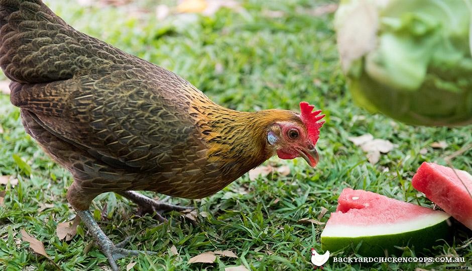 Essential Tools for Keeping Chickens
