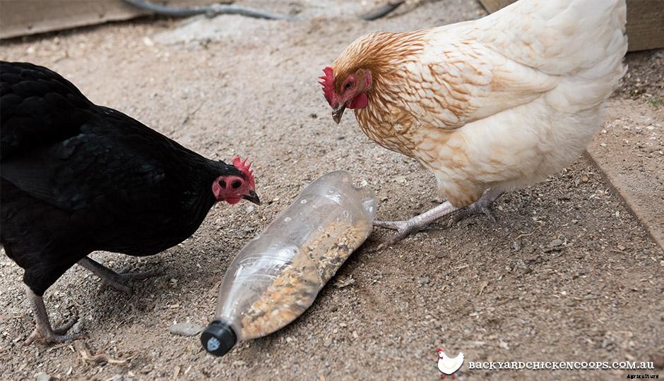 Essential Tools for Keeping Chickens