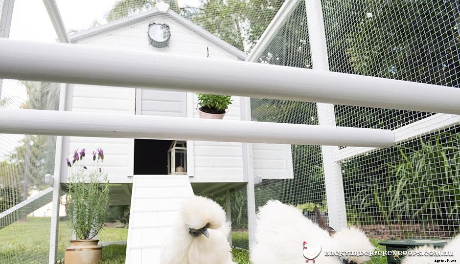 Essential Tools for Keeping Chickens