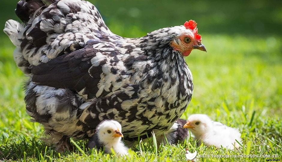 Why Spring Is The Perfect Time To Get Chickens!