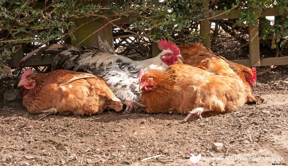 How To Help Your Chickens Beat The Elements