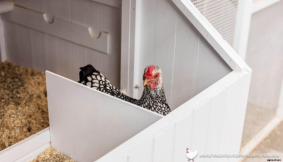Spring Cleaning Your Coop - A Step By Step Guide