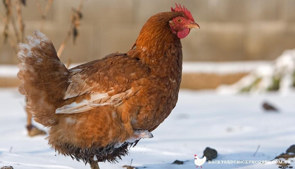 How To Help Your Chickens Beat The Elements