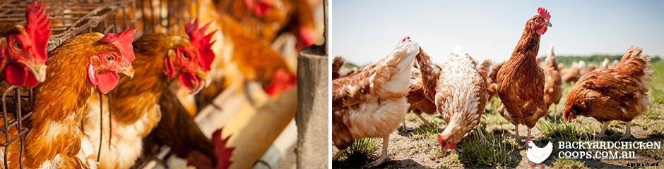 10 Ways To Show You Love Your Chickens