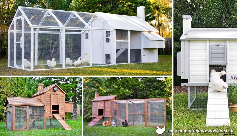 10 Ways To Show You Love Your Chickens