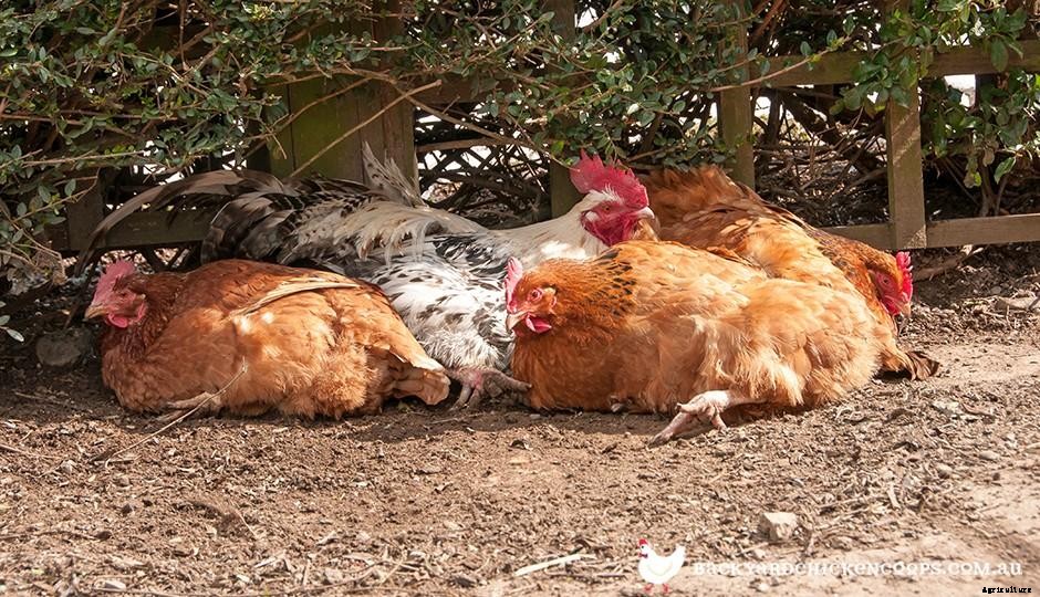 Chickens In Summer: Things You Should Know