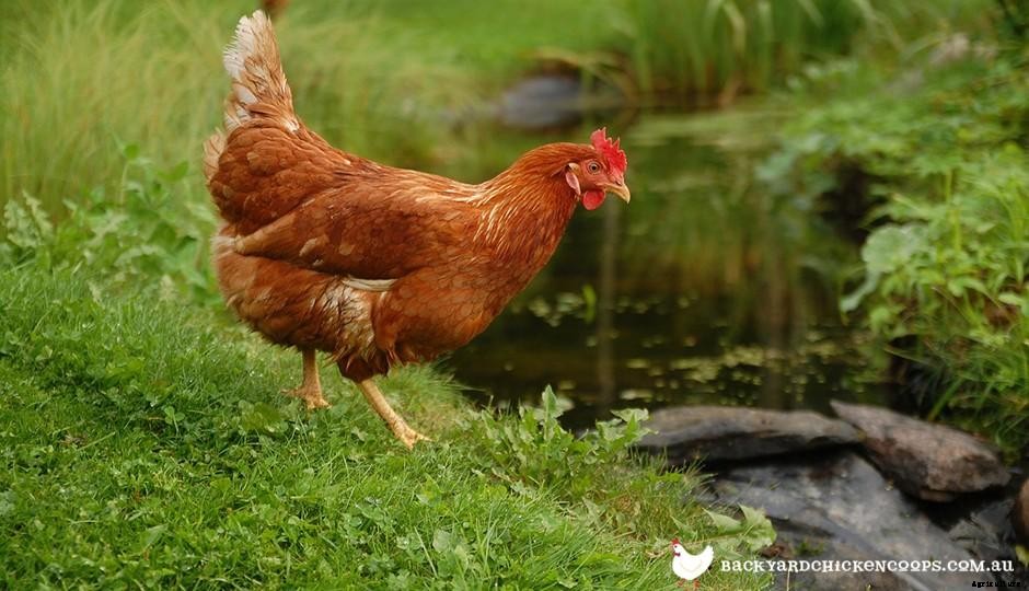 Chickens In Summer: Things You Should Know