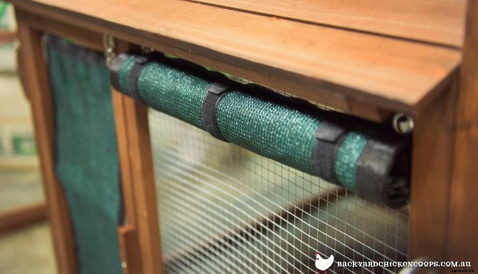 Chickens In Summer: Things You Should Know