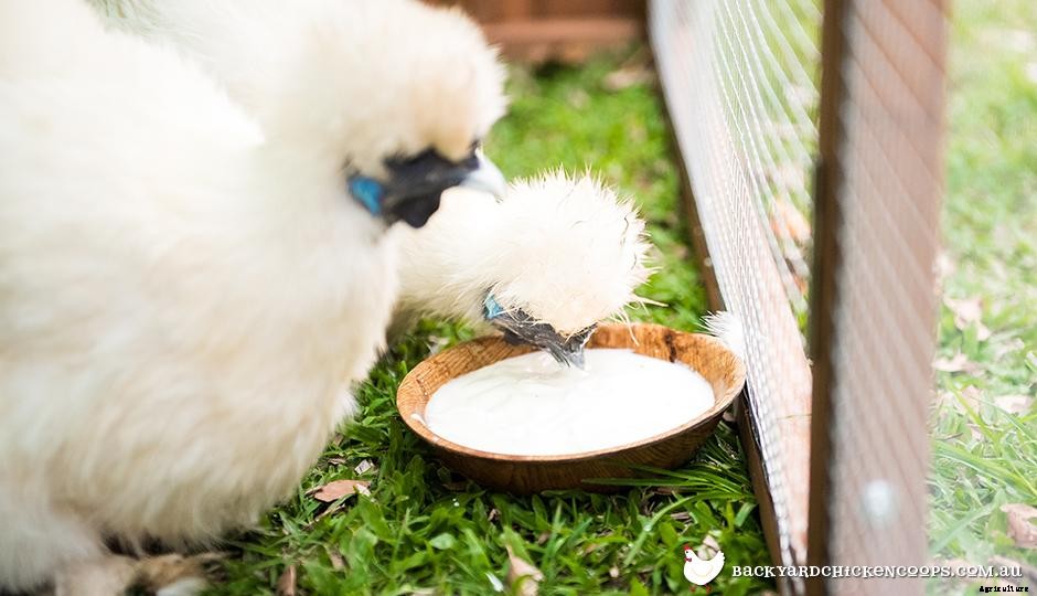 What Do Chickens Eat Across The Seasons