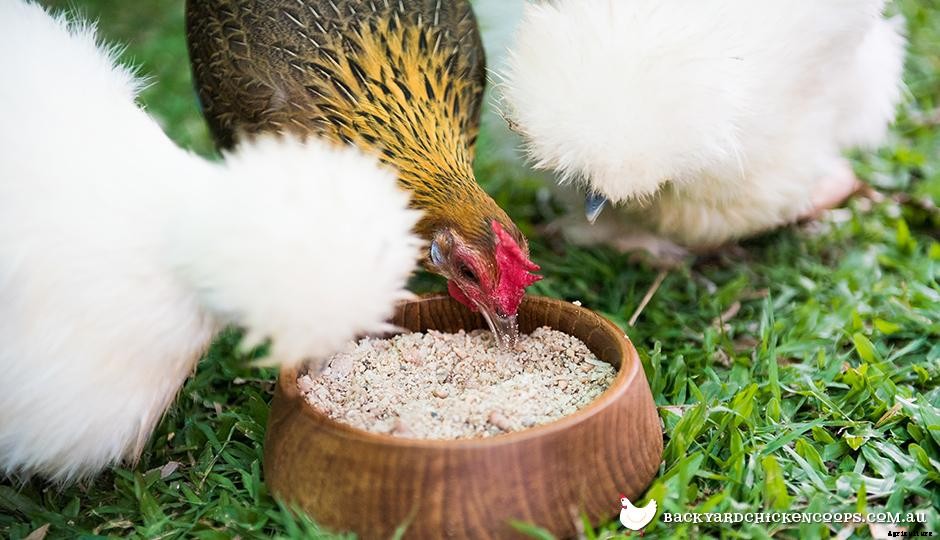 What Do Chickens Eat Across The Seasons