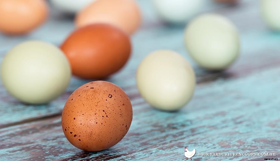 Chickens 101: Unscrambling Myths Behind Fertile Eggs
