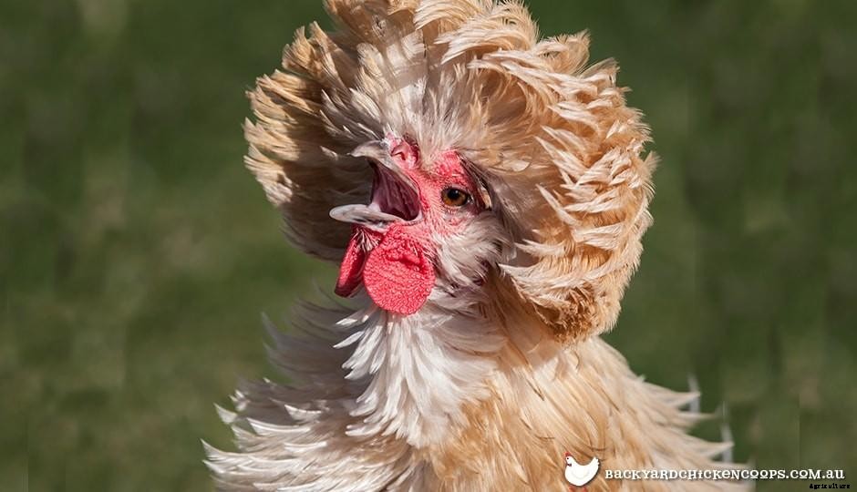 Breed Profile: Polish