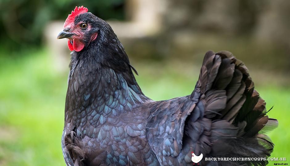 The Top 8 Best Laying Hens For Backyard Chickens