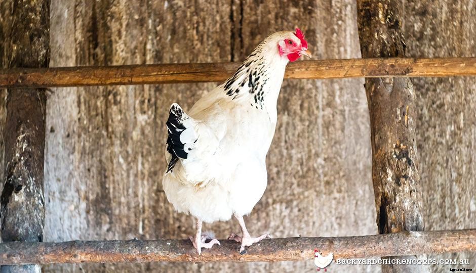 The Top 8 Best Laying Hens For Backyard Chickens