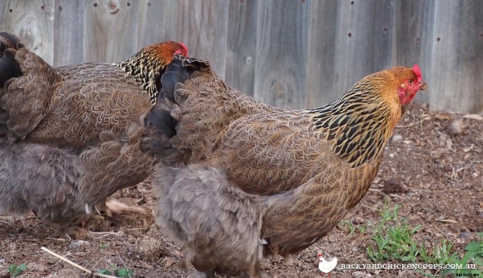 The Top 8 Best Laying Hens For Backyard Chickens